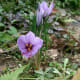 kesar or saffron flower.