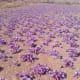 Saffron field.