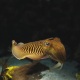 Cuttlefish