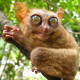 Tarsier