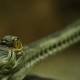 Gharial