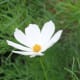 Love in a mist is another good choice for a patriotic flower bed. Like cornflowers, they're annuals that grow best when directly sown in spring.