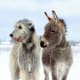 jack-the-goat-charlie-the-horse