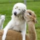 jack-the-goat-charlie-the-horse