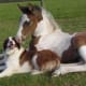 jack-the-goat-charlie-the-horse