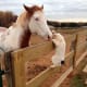 jack-the-goat-charlie-the-horse