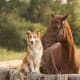 jack-the-goat-charlie-the-horse