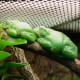 getting-a-job-as-a-zookeeper-or-aquarist
