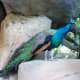 getting-a-job-as-a-zookeeper-or-aquarist