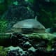getting-a-job-as-a-zookeeper-or-aquarist