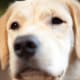 What a cute Golden Labrador!
