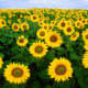 Each sunflower is a burst of sunshine!