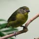 This is such a cute bird. It is a yellow violaceous euphonia bird.