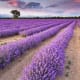 The lavender is so tranquil!
