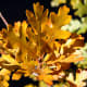 What beautiful autumn oak leaves!
