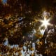 Warm sunlight filtering through the leaves.