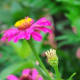 These are beautiful bud flowers.