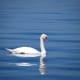 This is quite an elegant swan.