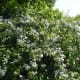 A pretty bush in bloom near the lake