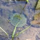 This little turtle had no idea what was going on around him, but was kind enough to keep still for a photo.