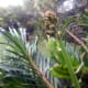 My Tiger orchid, in its second week of bloom.