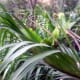 Tiger orchid plant needs a lot of light. Mine is planted outdoor and have direct access to the morning sun
