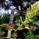 My Tiger Orchid, close-up of the flowering stalk, in its third week