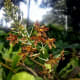 My Tiger Orchid or Grammatophyllum speciosum in bloom