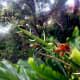 My Tiger Orchid, flowering stalk in its 3rd week (photo taken from another angle)