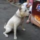 ¿Qué tiene el perro?
