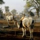 Herds of cattle can be used as bride price