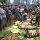 Wild pigs are taken as dowry