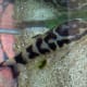 the-zebra-otocinclus-catfish