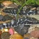 the-zebra-otocinclus-catfish