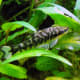 the-zebra-otocinclus-catfish