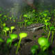the-zebra-otocinclus-catfish