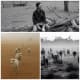 Effects of drought- collage