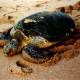 A green sea turtle