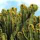 Euphorbia canariensis, a succulent species endemic to the Canary Islands
