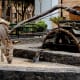 In the village of Pajara, there is also a working waterwheel or 'noria' traditionally driven by donkey power . These historic wheels were once used to draw water up from a deep well, but today serves just as a local attraction for tourists