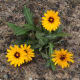 A pretty little daisy growing in the uplands of west-central Fuerteventura near Pajara