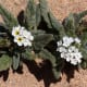 One of the small perennials found growing on the southern headlands around Costa Calma