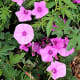 Convolvulous flowers near the village of Betancuria in central Fuerteventura