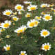 Daisies growing near the Cueva del Llano in La Olivia in the north of the island