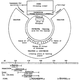 terminologies-in-greek-architecture