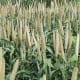 Pearl millet developed by USDA-ARS and grown at Tifton, GA. Non-copyrightable image courtesy of the USDA-ARS. (From the English Wikipedia)