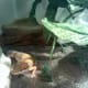 leopardgeckos