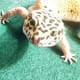 leopardgeckos