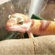 leopardgeckos