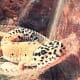 leopardgeckos